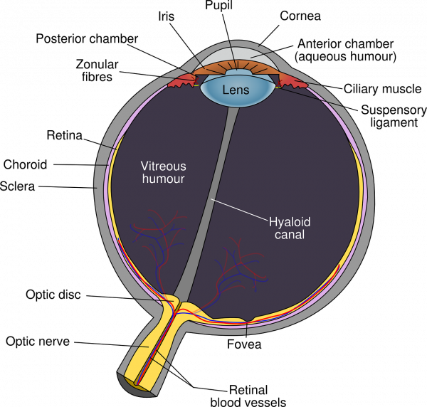 Eye information Image